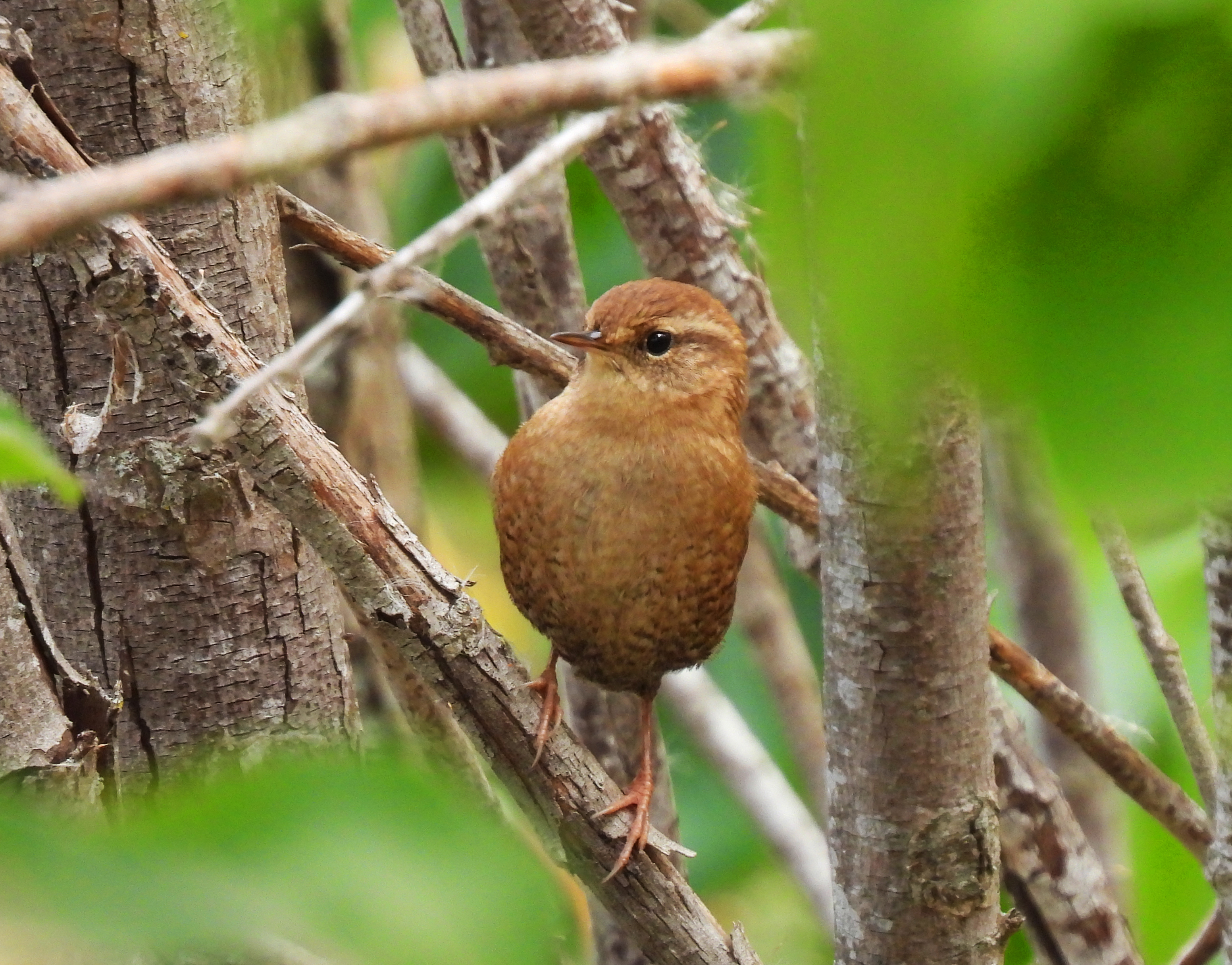 Winter Wren